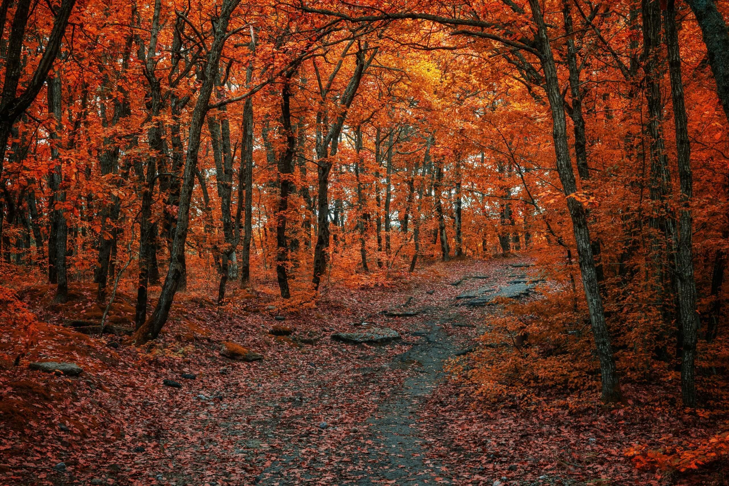 An image of trees with fall leaves and a winding path centered in the middle of them.