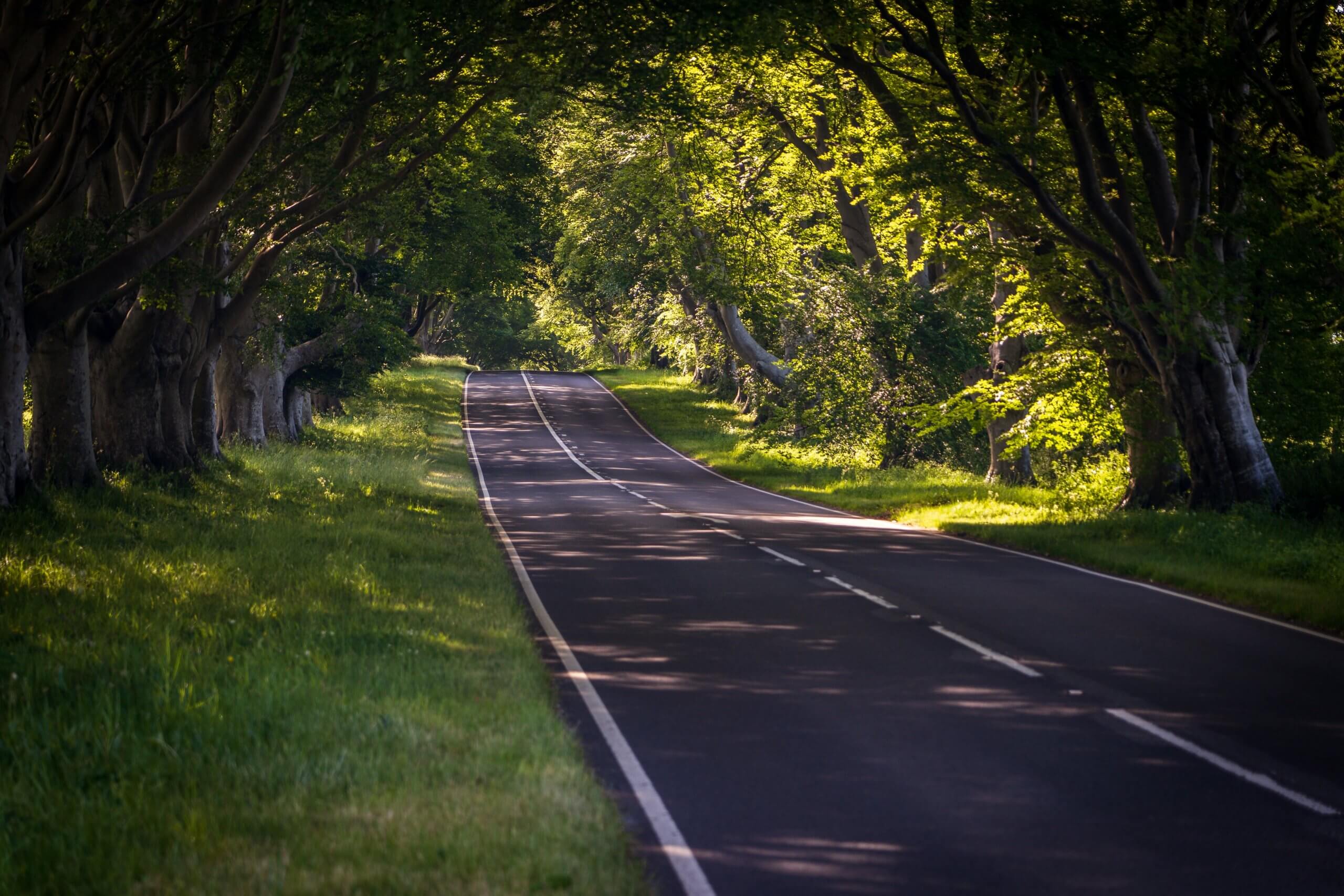 A photo of a road in spring.